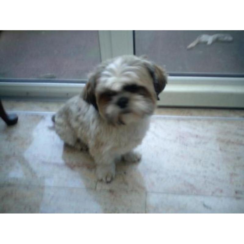 zeer mooie boomer , shih tzu pups verwacht