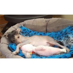 Chinese Naakthond Pup, Reu