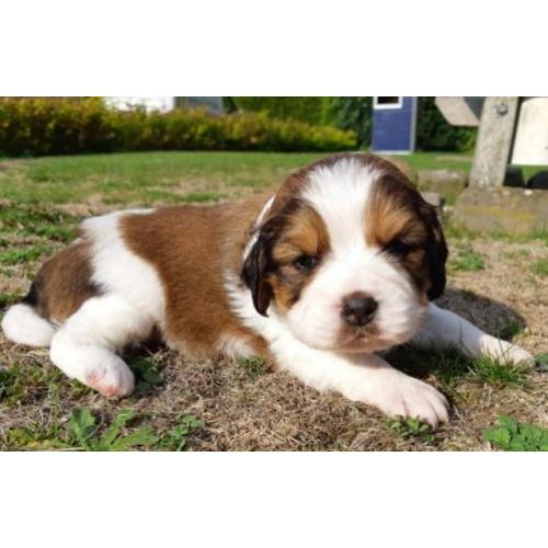 Beagle x kooiker pups - word jij het nieuwe baasje