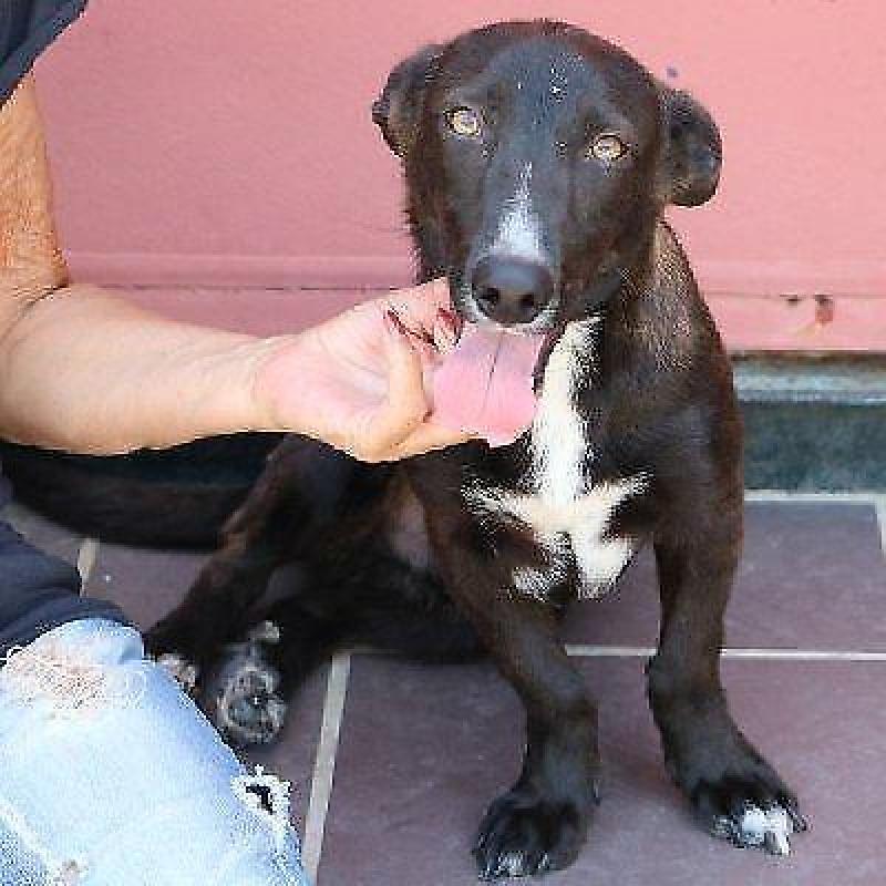ACE: Temperanillo, Podenco Maneto mix, speels en vriendelijk