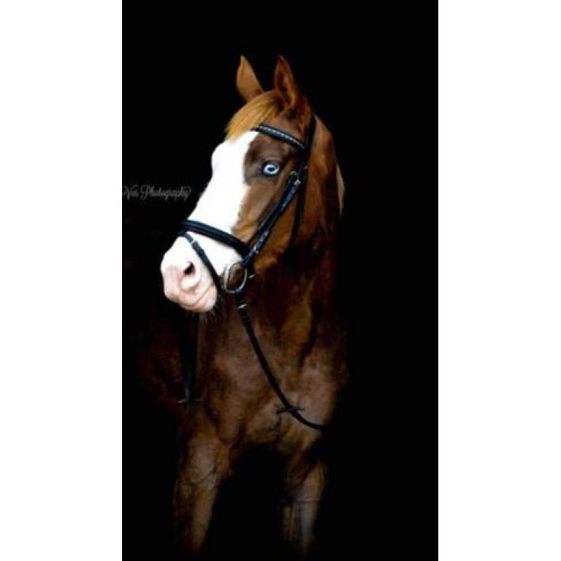 Te koop braaf paard