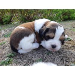 Beagle x kooiker pups - word jij het nieuwe baasje