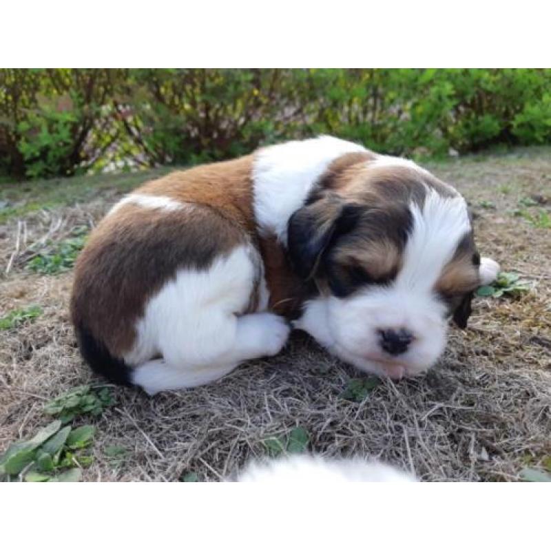 Beagle x kooiker pups - word jij het nieuwe baasje