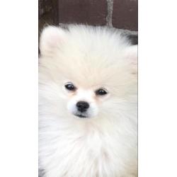 Mooie witte Pomeriaan pup met stamboom