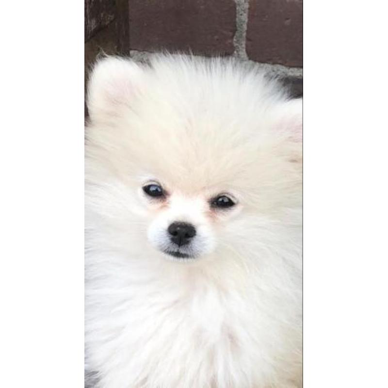 Mooie witte Pomeriaan pup met stamboom
