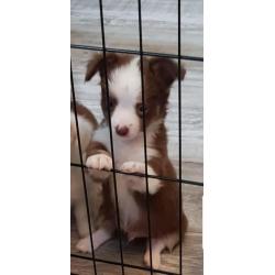 chihuahua reutje pup