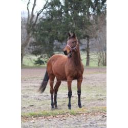 2 1/2 jarige super lieve allrounder merrie