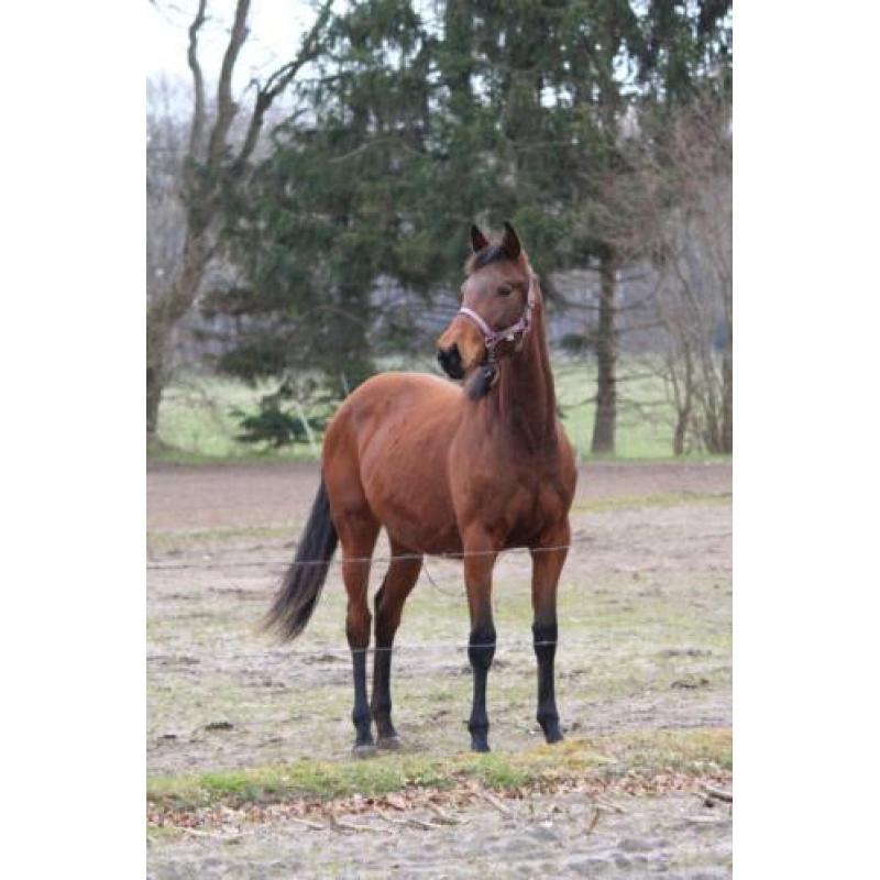 2 1/2 jarige super lieve allrounder merrie