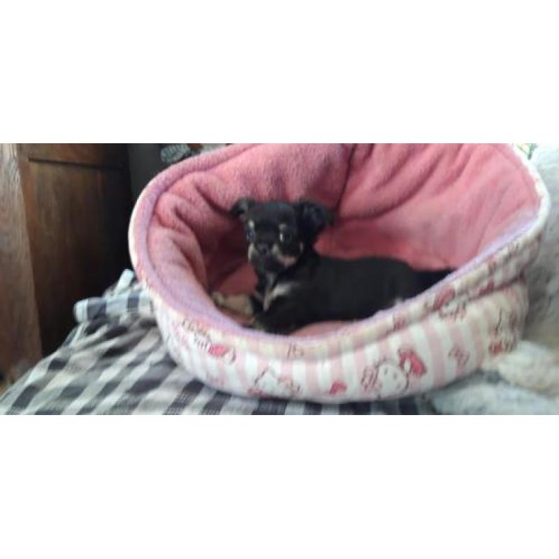 erg mooi langhaar chihuahua pupje nu 350 euro !