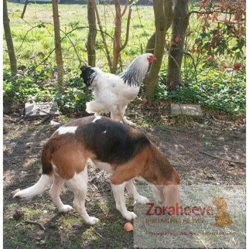 Herplaatsing van uw hond