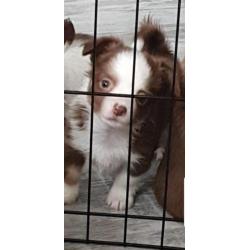 chihuahua reutje pup