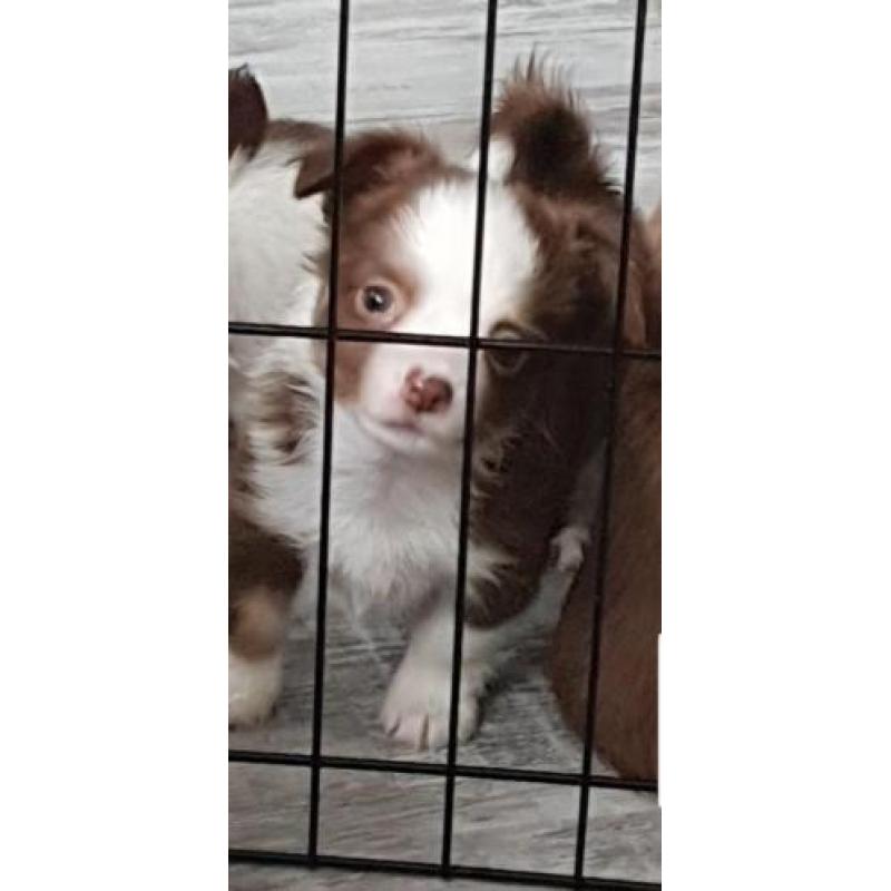 chihuahua reutje pup