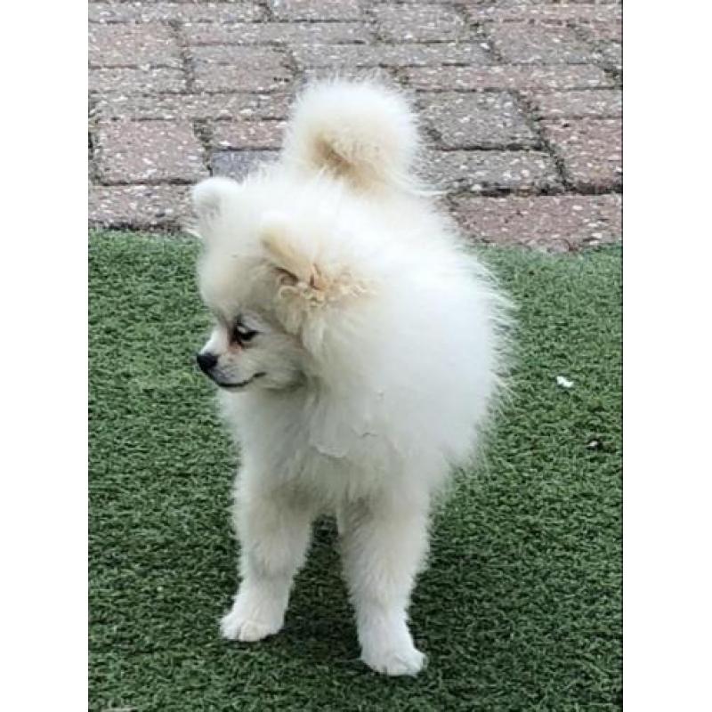 Mooie witte Pomeriaan pup met stamboom