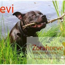 Herplaatsing van uw hond
