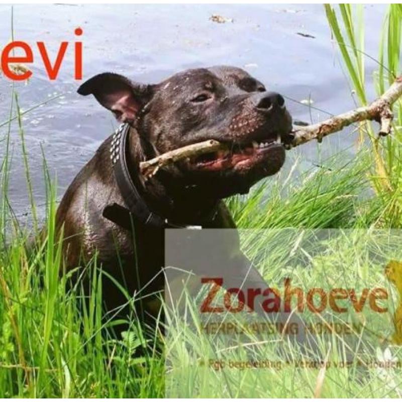 Herplaatsing van uw hond