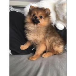 pomeranian pomeriaan dwergkees