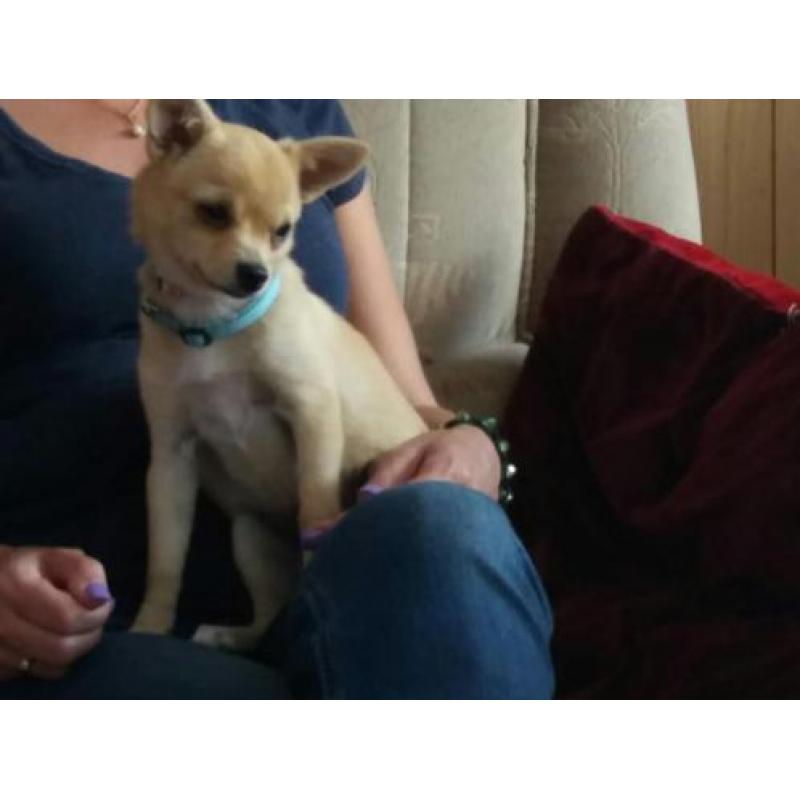 Pomchi vrouwtje pup