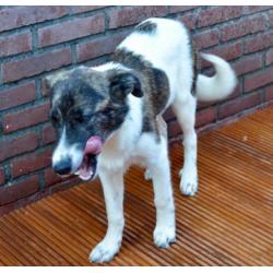 George, Kr herder x collie reu 5 maanden
