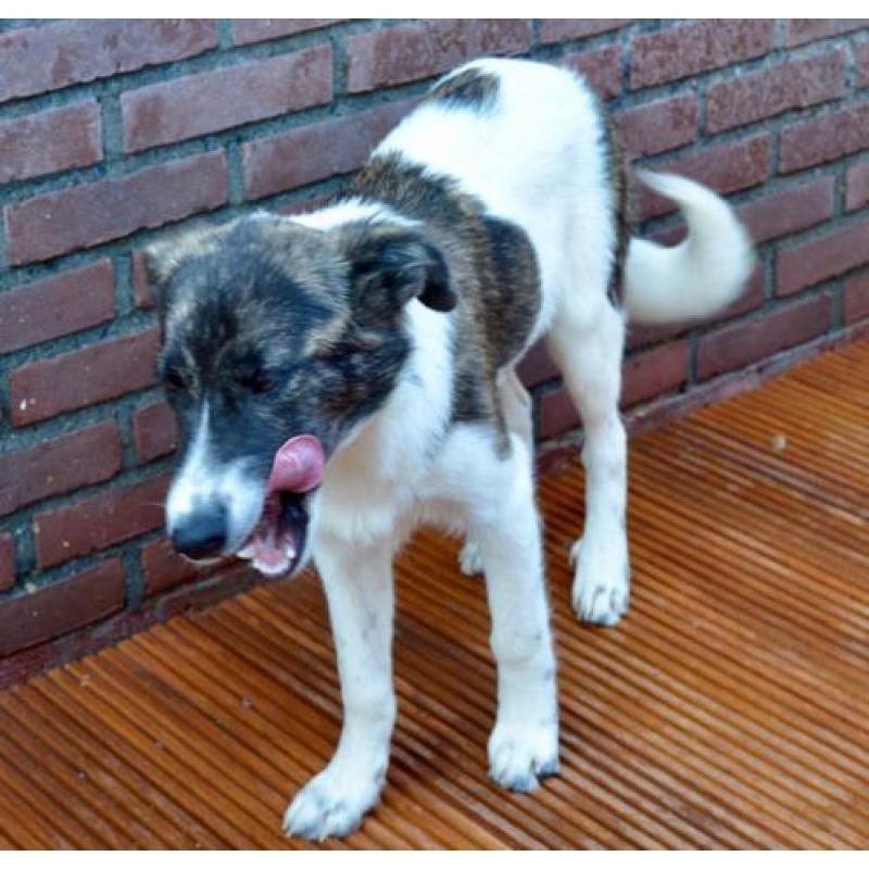 George, Kr herder x collie reu 5 maanden