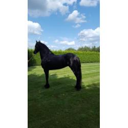 Prachtige fries(merrie) , 4 jaar met top papieren