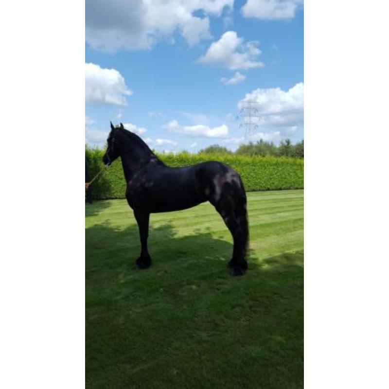 Prachtige fries(merrie) , 4 jaar met top papieren