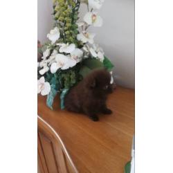 Pomchi reu