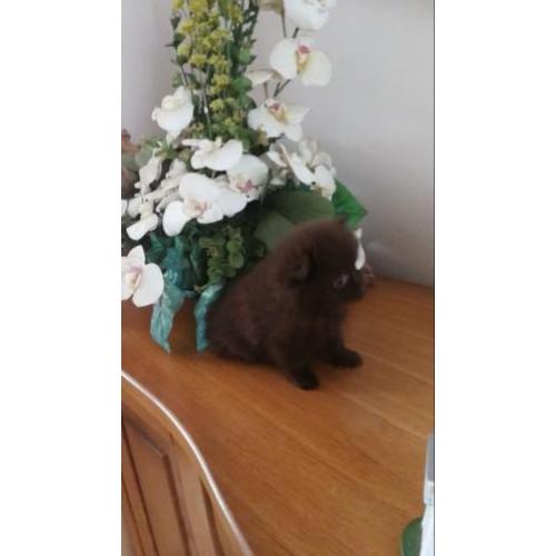 Pomchi reu