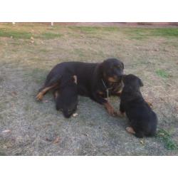 Fors Rottweiler (het laatste) teefje