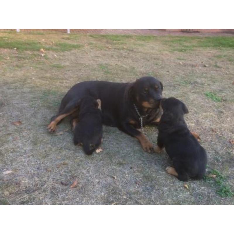 Fors Rottweiler (het laatste) teefje