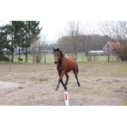 2 1/2 jarige super lieve allrounder merrie