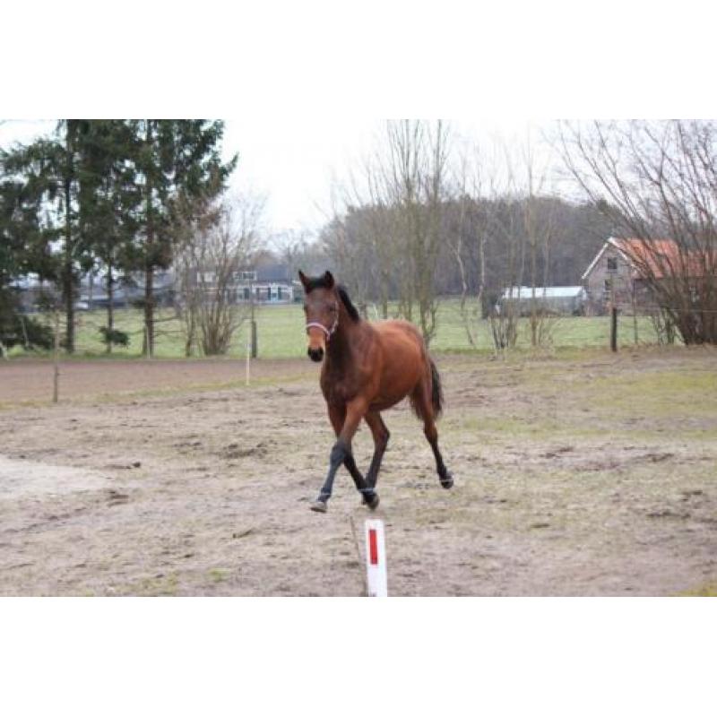 2 1/2 jarige super lieve allrounder merrie