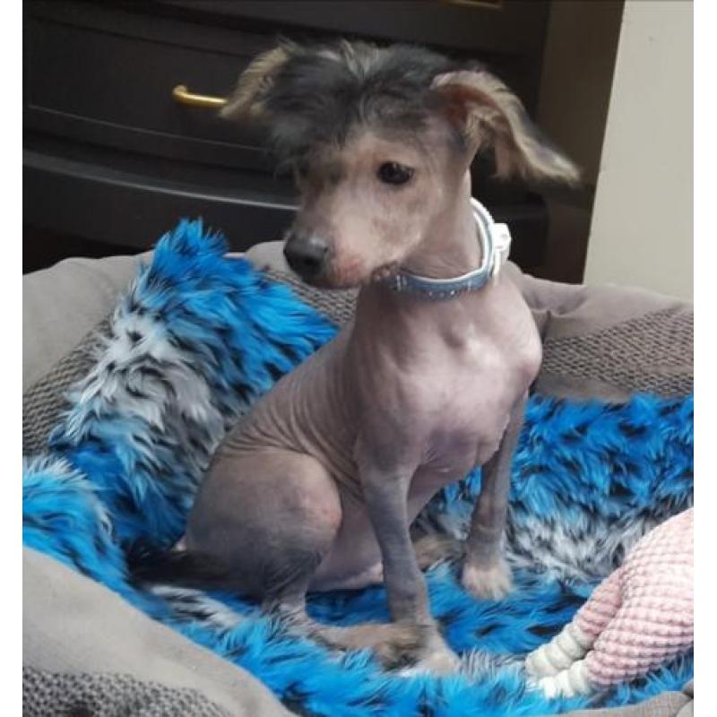 Chinese Naakthond Pup, Reu