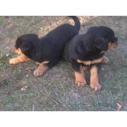Fors Rottweiler (het laatste) teefje