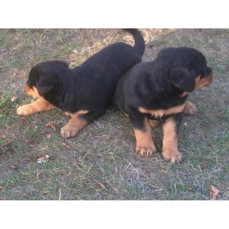 Fors Rottweiler (het laatste) teefje
