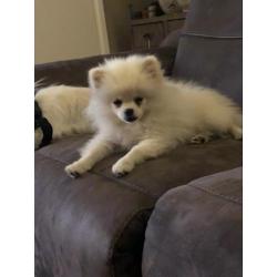 Mooie witte Pomeriaan pup met stamboom