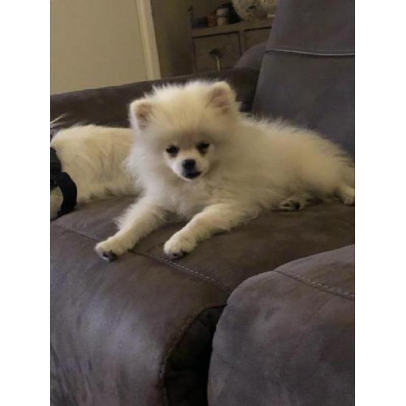 Mooie witte Pomeriaan pup met stamboom