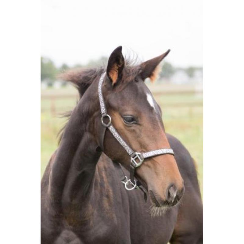 Mooi donker KWPN-hengstveulen (Just Wimphof*Negro*Rohdiamant