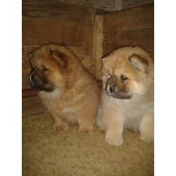 chow chow pups zoeken thuis!
