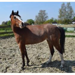 Super kinderpony met de X factor!