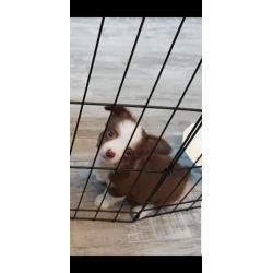 chihuahua reutje pup