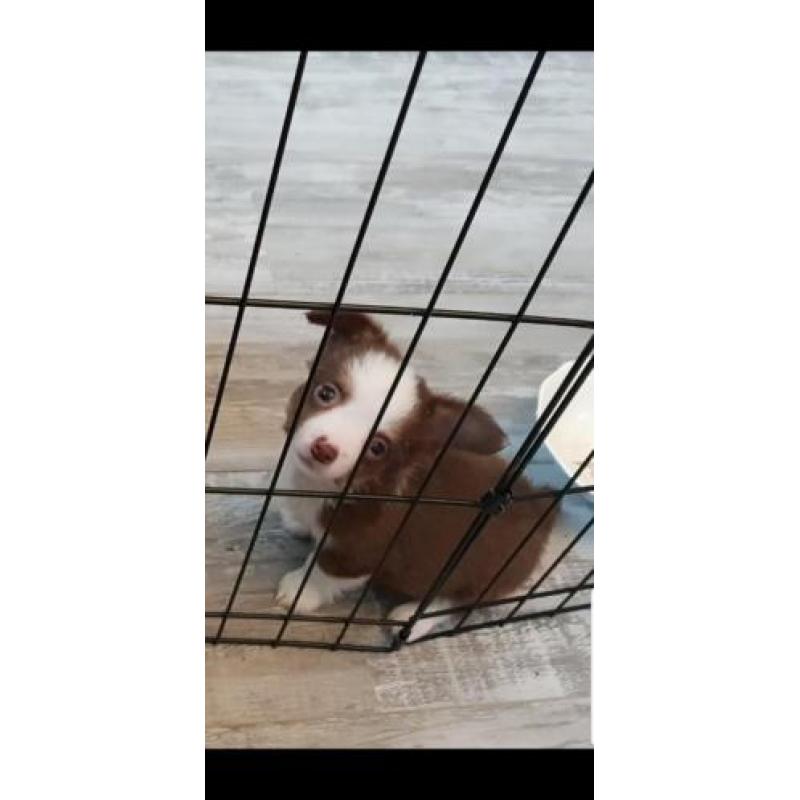 chihuahua reutje pup