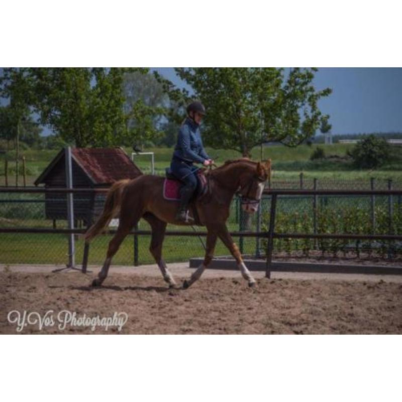 Te koop braaf paard
